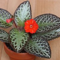 La planta que vas a querer tener en casa por sus hojas tan coloridas y exóticas