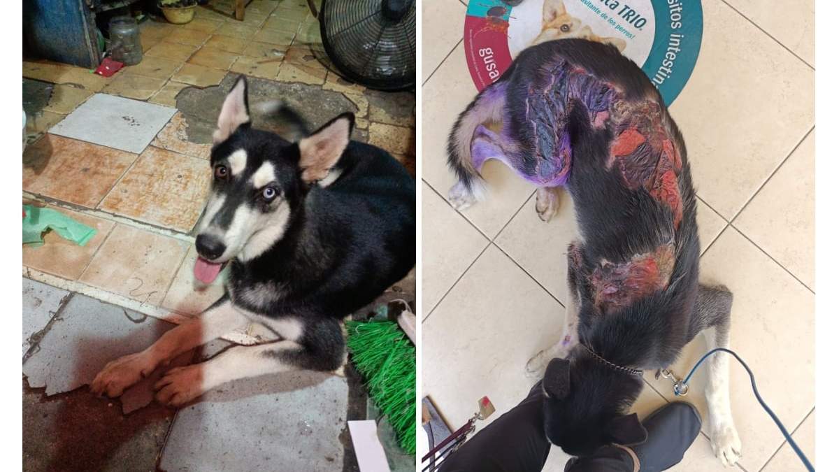 "Lobo", un Husky maltratado
