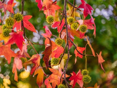 El árbol que explota de color en otoño y que es ideal para poner en la vereda