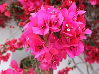 El truco de los viveros para reproducir las Santa Rita y llenar tu jardín con las plantas más coloridas