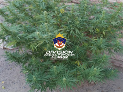 Secuestraron cocaína, marihuana y municiones en dos viviendas de Centenario