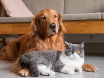 Los trucos más efectivos para eliminar los pelos de las mascotas de tu ropa