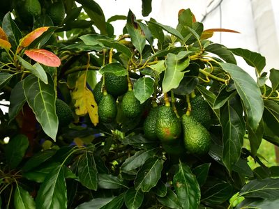 No esperes años: el mejor truco para que tu árbol de palta dé frutos en menos de un año