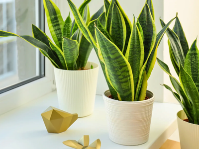 Si ya no sabés qué hacer para que tus plantas no se marchiten, conocé estas opciones que nunca se secan