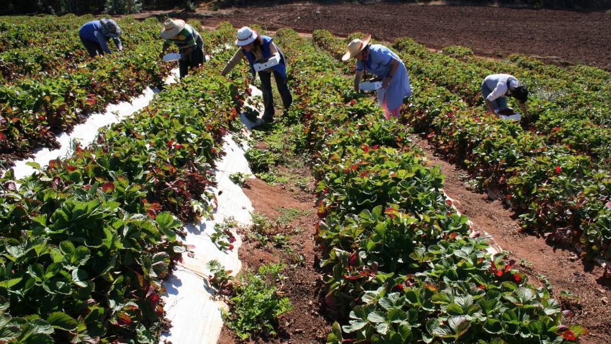 Agricultura familiar en Argentina. Fuente: (Twitter)