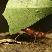 Curiosidades de las hormigas: el insecto con mala fama, pero que cumple un rol fundamental en el jardín