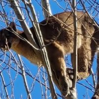 La aparición de un puma en lo alto de un árbol causó conmoción en China Muerta