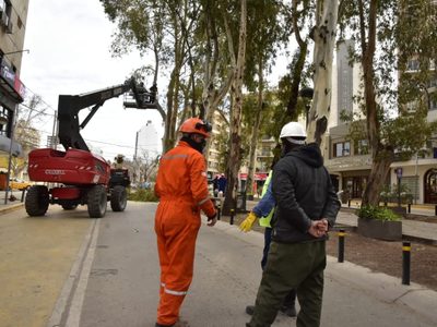 Cortarán el tránsito en las diagonales de Neuquén por la poda de los eucaliptos