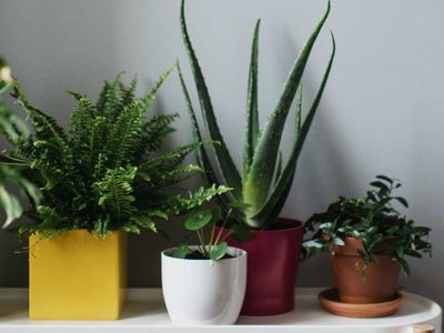 Si tenés poca luz en tu casa, no renuncies a las plantas de interior: mirá este truco simple que las hará crecer saludables
