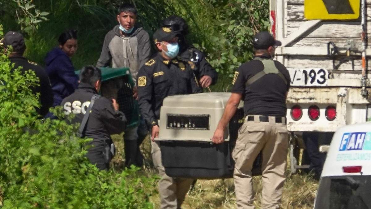 Traslado de los animales del Refugio Franciscano