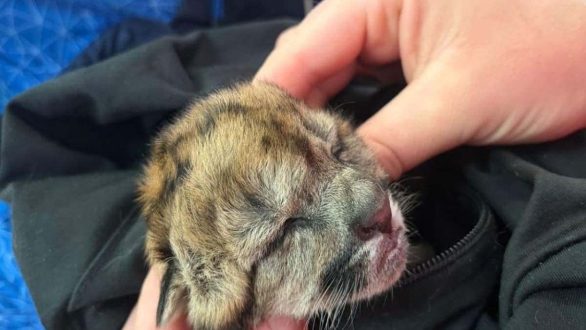 Malvina, la puma rescatada en la ruta 40. Fuente: (La Angostura Digital)