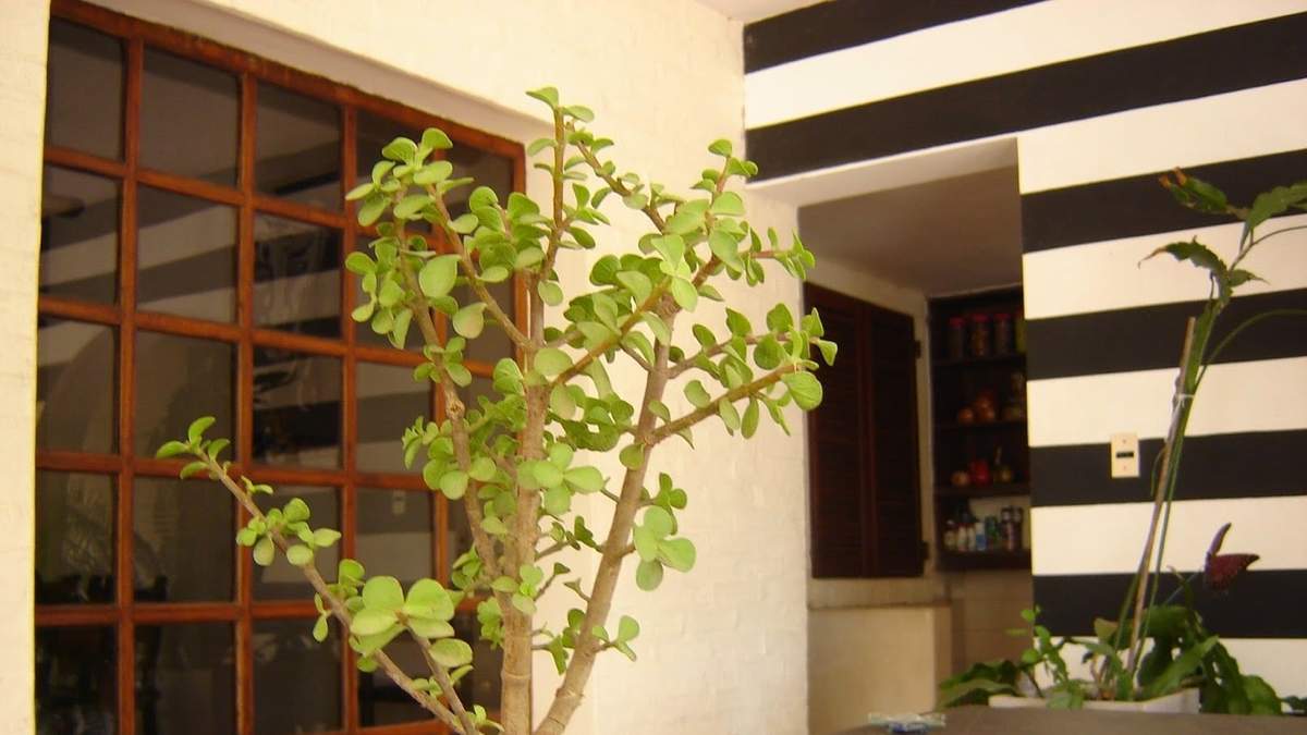 Planta Monedita. Fuente: (X)