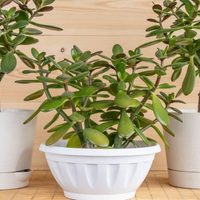 Árbol de Jade: los secretos de esta suculenta que atrae el dinero y la fortuna