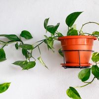 Las plantas de bajo mantenimiento que purifican el aire de tu casa y son tendencia en decoración