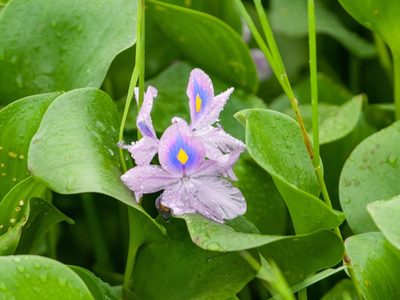 La planta que crece en cualquier florero y que da hermosas flores color lila