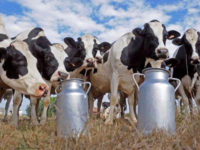 Leche y derivados: las cámaras tamberas de Buenos Aires solicitaron una audiencia