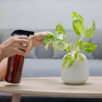 La fórmula mágica y barata para alejar a los gusanos de tus plantas: tomá nota