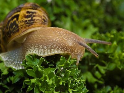 Súper efectivo y sin usar químicos: conocé el secreto para alejar a los caracoles de tu jardín