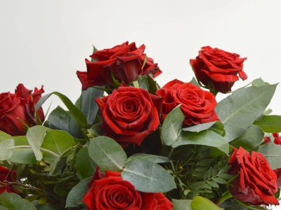 Sin gastar y con algo que de seguro tenés en casa: así podés multiplicar rosas en macetas