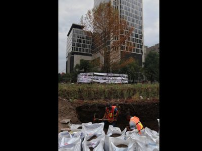 ¿El ahuehuete de Reforma está muerto? Esto explica el especialista de Viveros Regionales