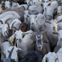 La Provincia destinará 46 millones de pesos a dos iniciativas vinculadas a la actividad ganadera