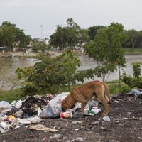 Durante la pandemia el abandono de mascotas aumentó en 15%