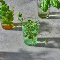 Las plantas fáciles de cuidar que son un verdadero tesoro para tu salud y podés sembrar en tu huerta