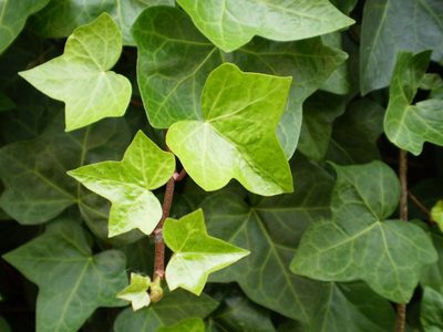 La planta invasiva que está en muchos jardines y que puede asfixiar a tus plantas si no la controlás