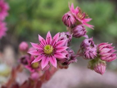 Cuáles son las mejores suculentas con flores para tener en el hogar