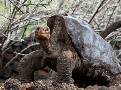 Hallaron cuatro virus nuevos en las tortugas gigantes de Galápagos: cuál es su importancia