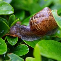 Si ya no sabés qué hacer para acabar con los caracoles y babosas en tus plantas, conocé este truco de viverista