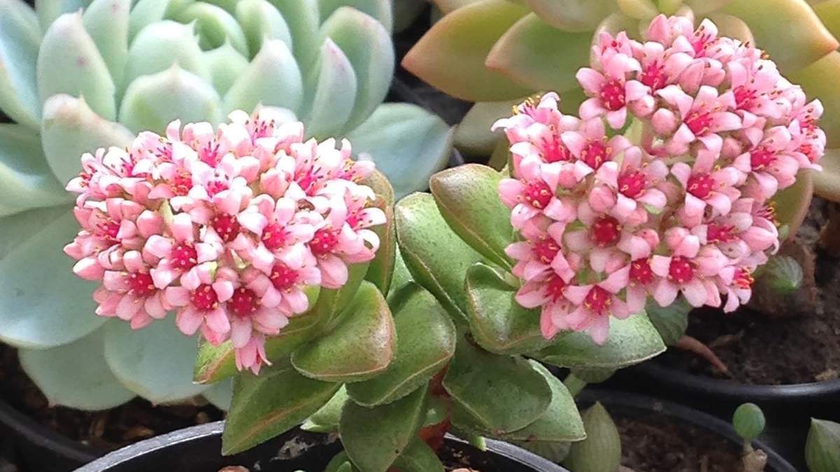 Suculenta crassula springtime. Fuente: (Instagram).