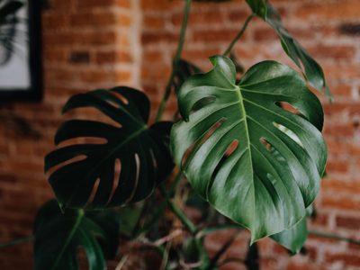 Un antes y un después: el secreto que guarda tu Monstera deliciosa y que casi nadie sabe