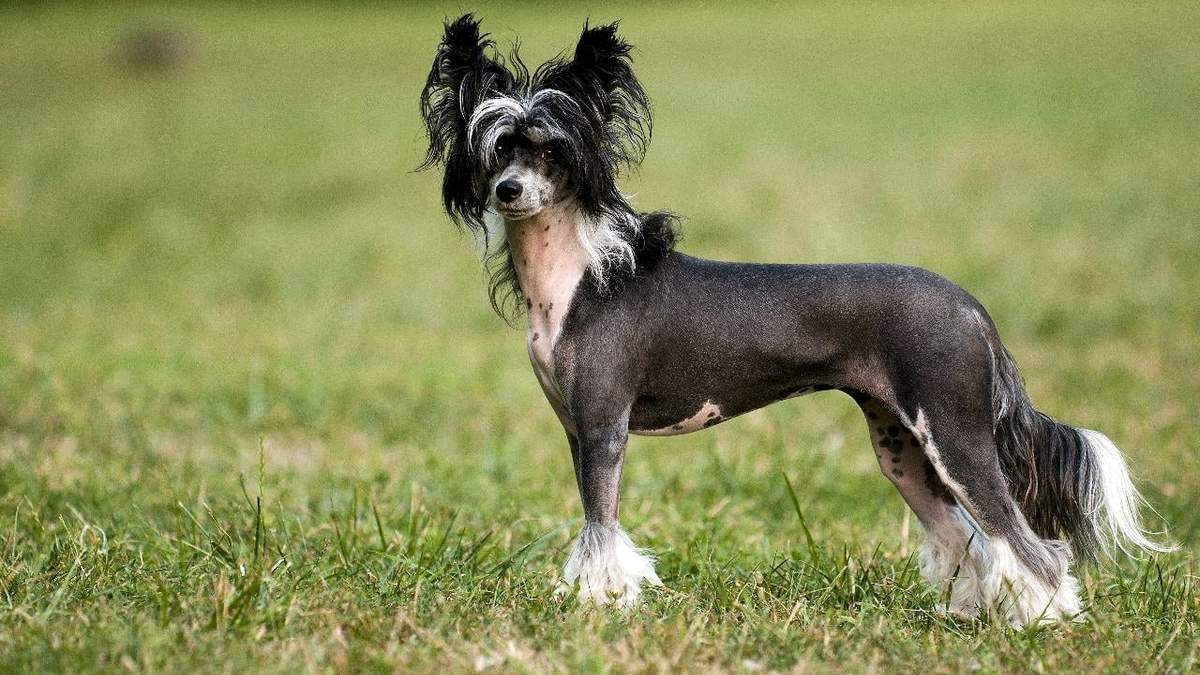 China Crested. Fuente: (Instagram)