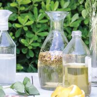 Stockeate a tiempo: el remedio casero más efectivo para ahuyentar a los mosquitos de tu casa