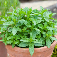 El secreto viverista para que tu planta de Menta prospere y crezca en tu huerta sana y rozagante