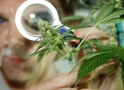 Cannabis. Fuente: (Twitter)