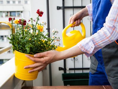 El truco de los viveristas para mantener tus plantas sanas y bellas durante todo el verano