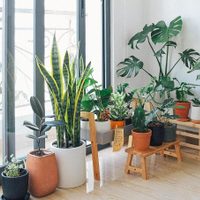 Plantas que podés tener en espacios techados para que crezcan hermosas y rozagantes