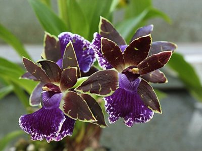 Plantas para el frío: tres orquídeas con flores perfumadas que florecen en invierno