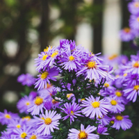 La planta de hermosos colores que explotará de flores en tu jardín y le encanta el sol