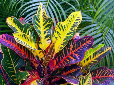 Crotón: cómo cuidar esta hermosa planta tricolor que puede sobrevivir en interior y exterior