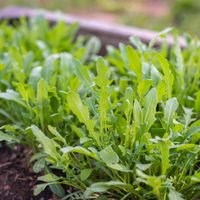 El secreto viverista para tener el cultivo de plantas de Rúcula más fresco y rico para disfrutar en la cocina