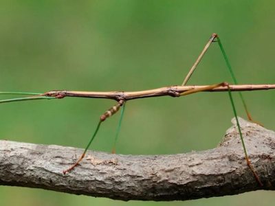 No lo mates: el insecto que pasa desapercibido en tu jardín y que te ayuda a controlar las plagas