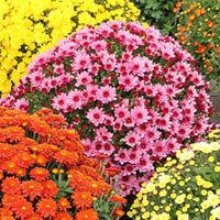 La planta que llenará de flores tu jardín en primavera con los colores más lindos