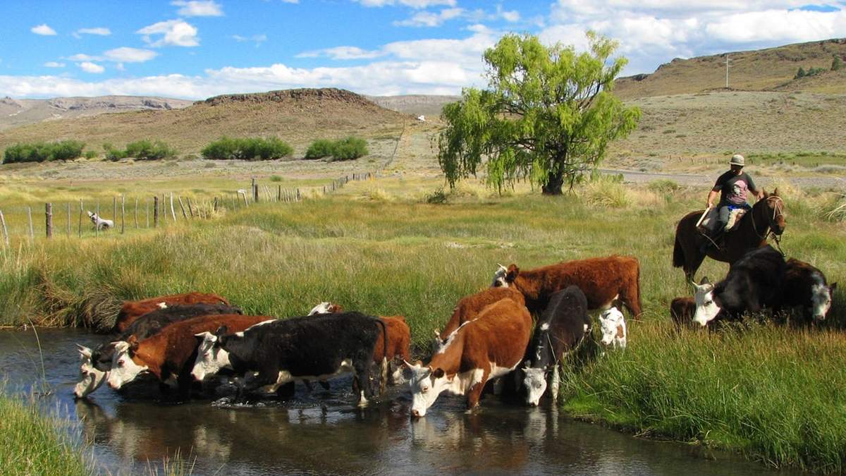 Las proyecciones comprenden a dos AFR, una Cooperativa de productores y comunidades mapuche. Fuente: (Twitter)