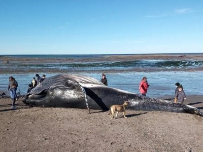 La actitud de un grupo de vecinos desató la indignación de Chubut