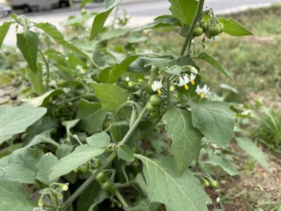 La planta que crece salvajemente en tu jardín y que esconde un poderoso secreto medicinal