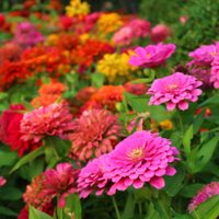 La planta perfecta para plantar en diciembre y que tu jardín se llene de flores y polinizadores
