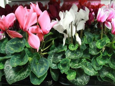 Conocé las razones más comunes por las que tus plantas mueren en pleno Invierno